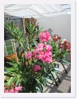 garten_09 * 3456 x 4608 * (4.35MB)